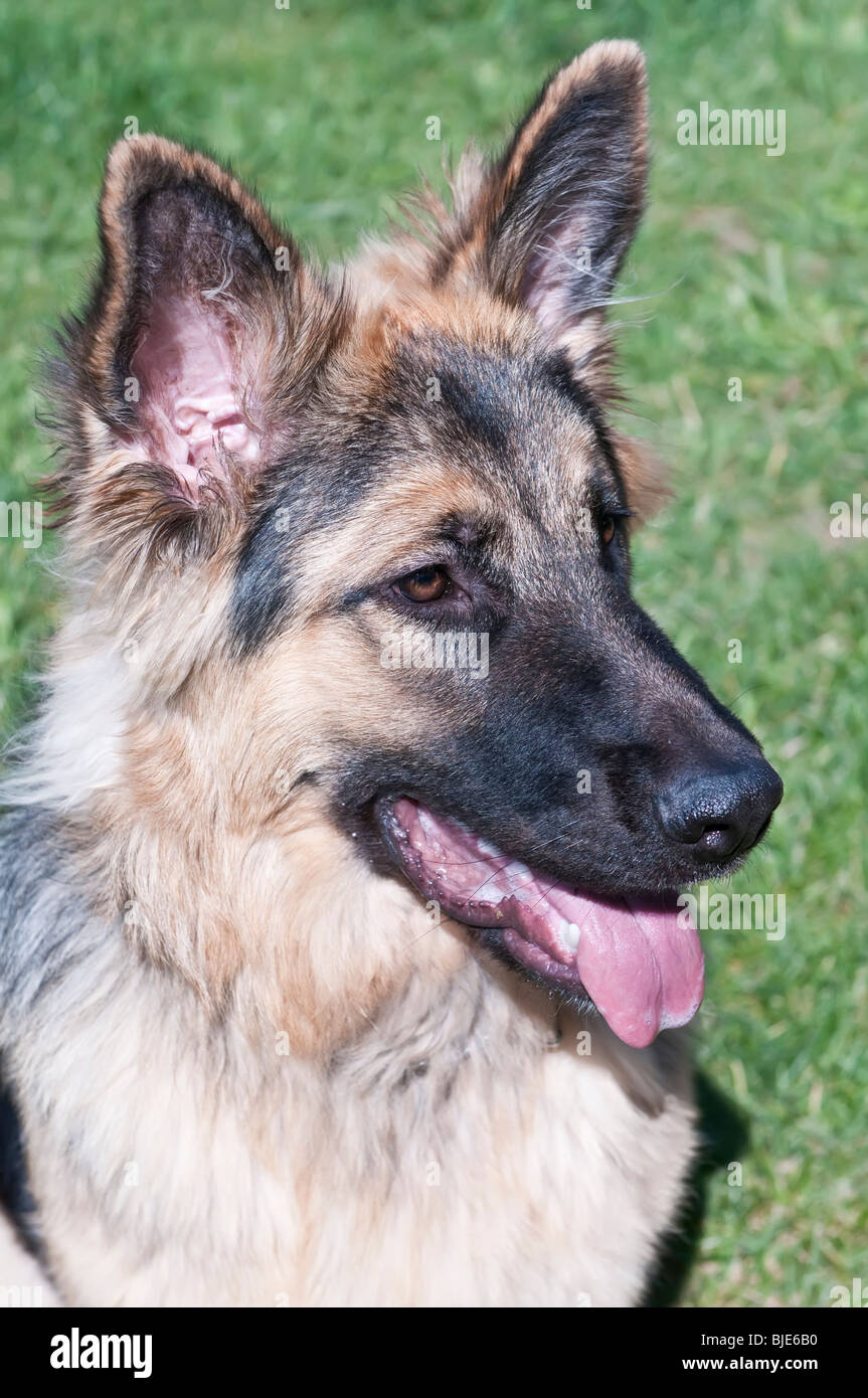 German shepherd, Canis lupus familiaris, long-haired puppy, 9 months old Stock Photo