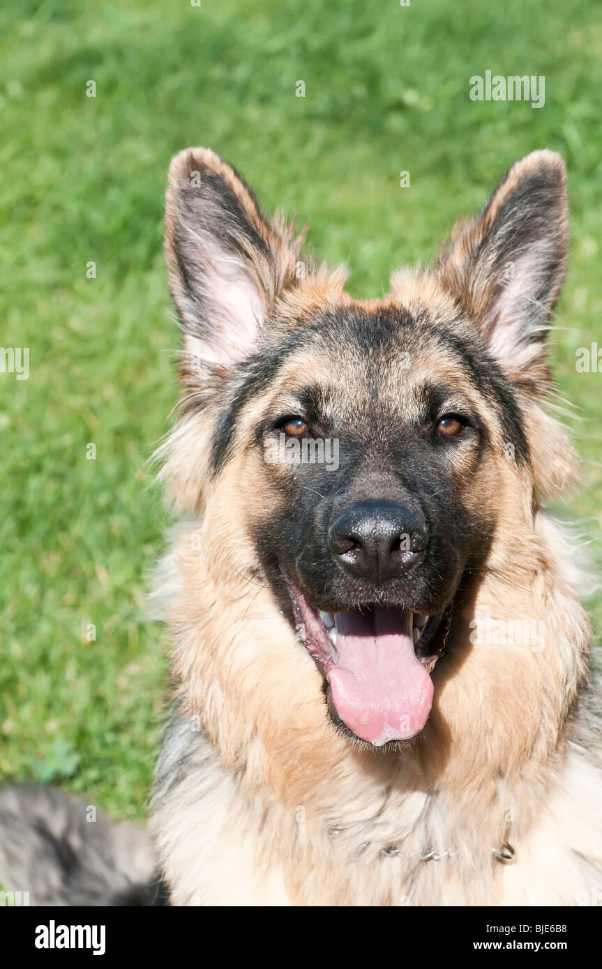 German Shepherd Canis Lupus Familiaris Long Haired Puppy 9