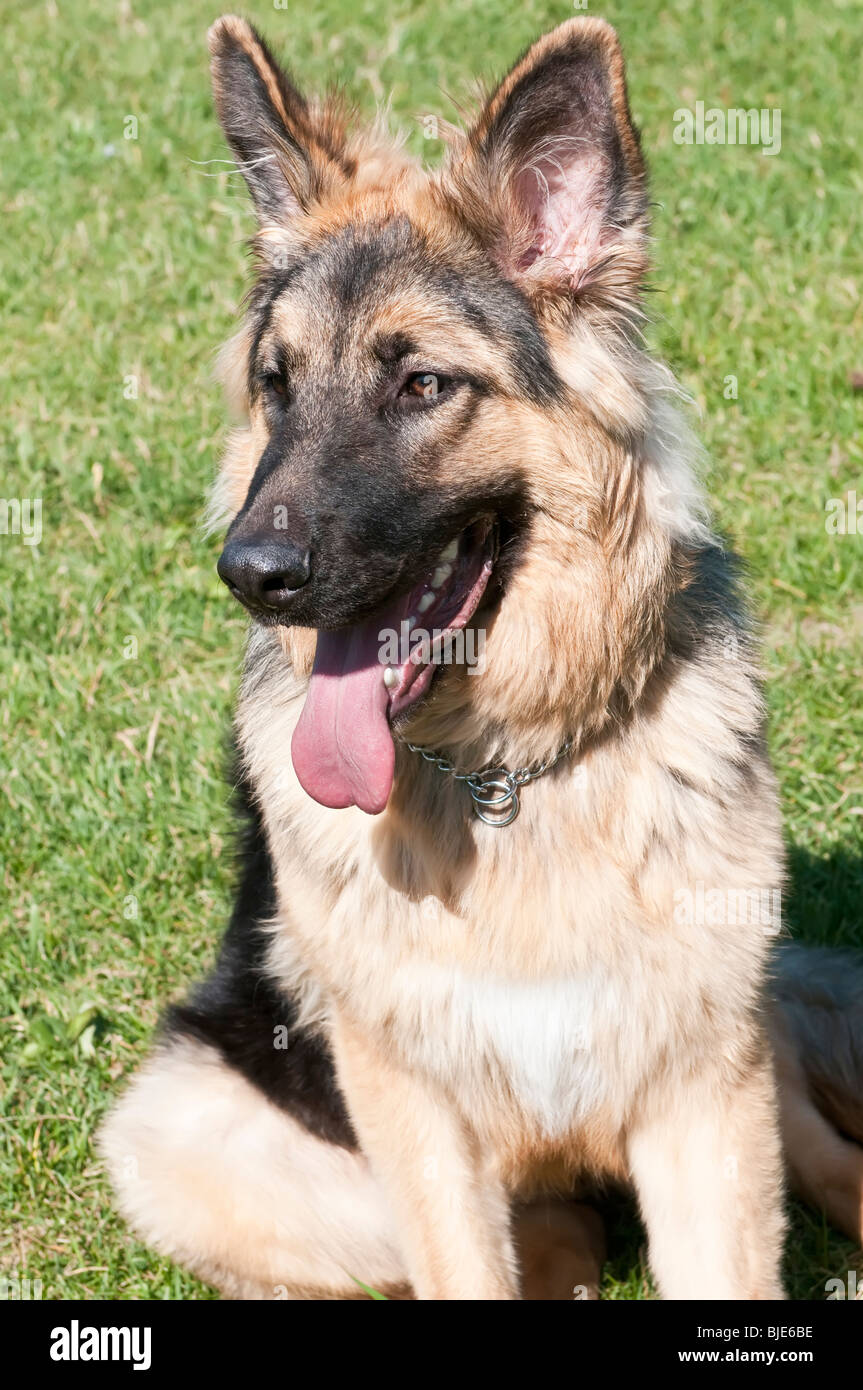German shepherd, Canis lupus familiaris, longhaired puppy, 9 months old Stock Photo Alamy