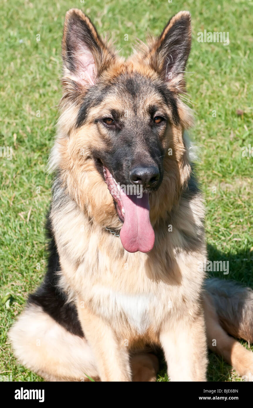 German shepherd, Canis lupus familiaris, long-haired puppy, 9 months old Stock Photo