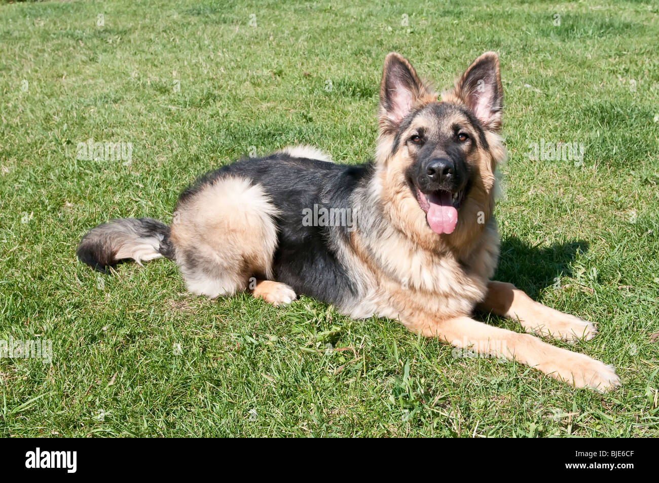 German shepherd long coat dog hot sale