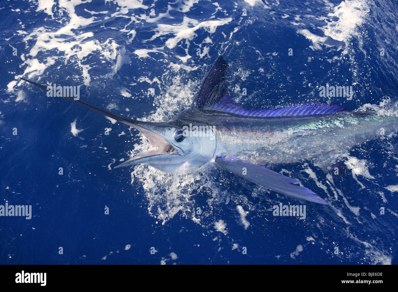 Beautiful white marlin real bill fish on atlantic water sport fishing Stock Photo