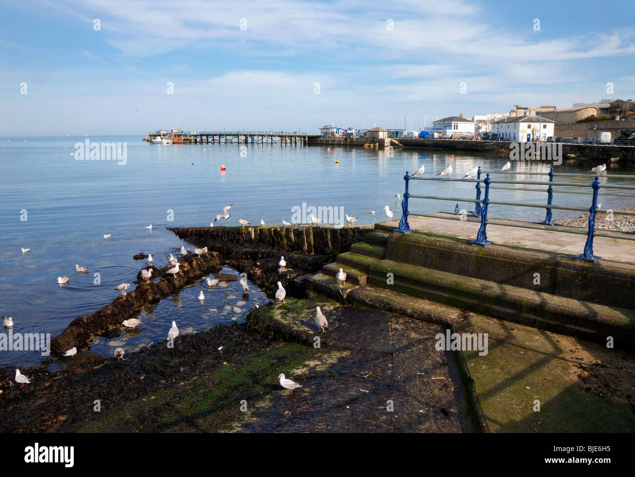 Seagulls in Swanage Harbor Dorset. Stock Photo