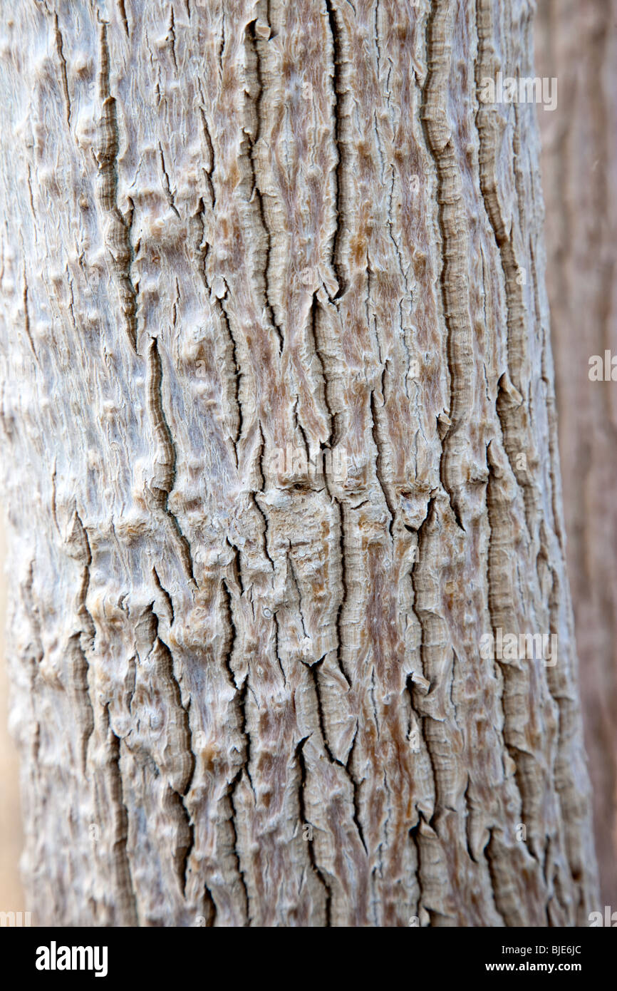 Moringa tree bark  'Moringa oleifera'  close-up. Stock Photo
