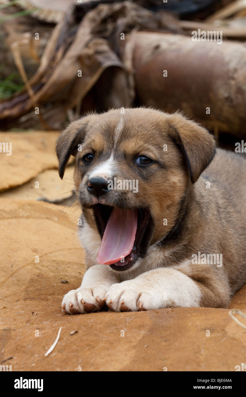 Sleeping puppy yawning. Stock Photo