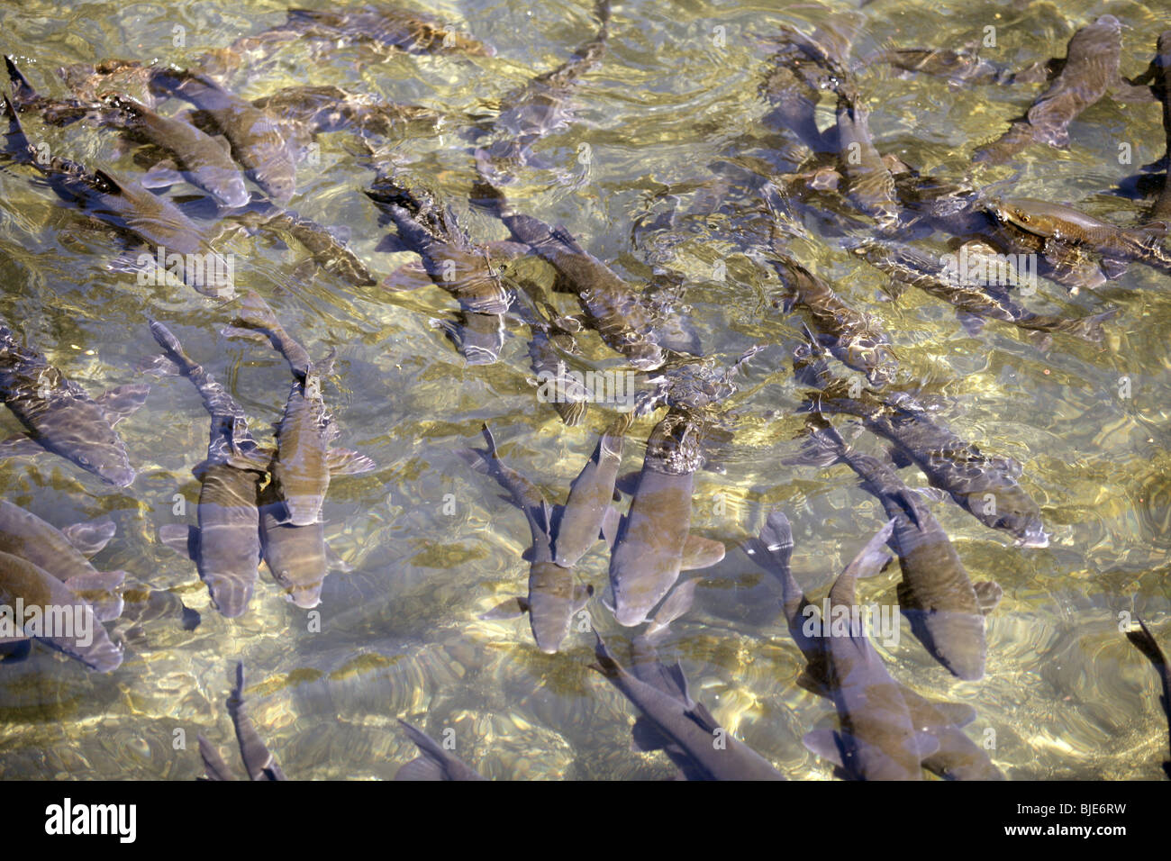 Barbel shoal of fish in a crowded river surface aerial view Stock Photo