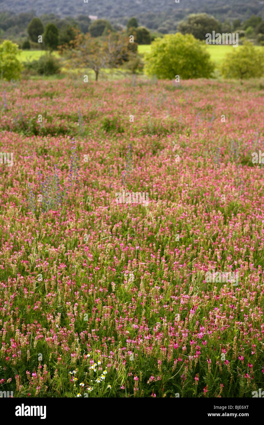 Beautiful meadow pink flowers hi-res stock photography and images - Alamy