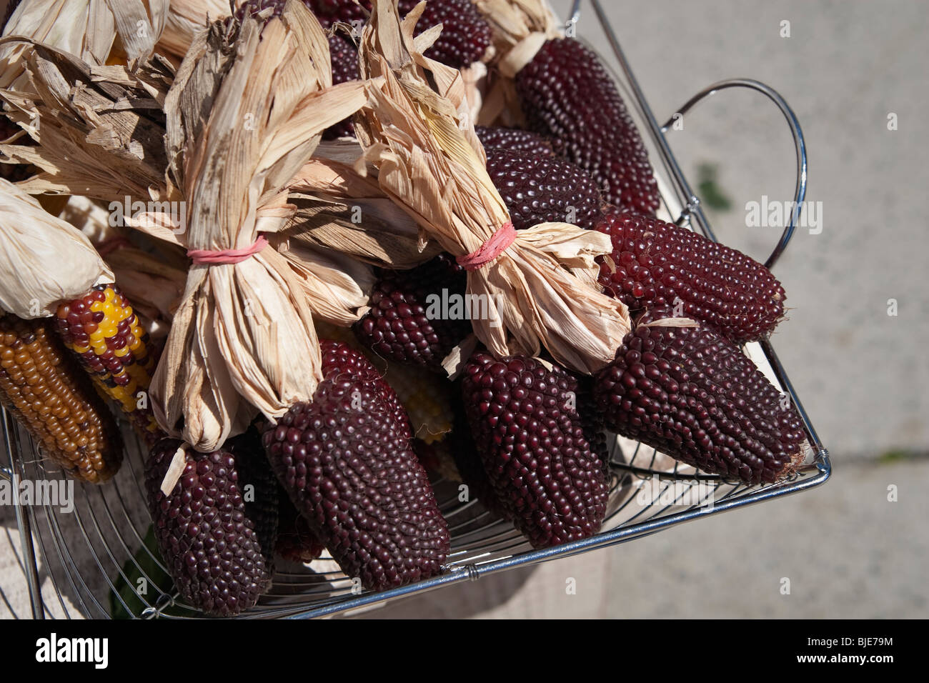 Zea mays L., blue corn cobs and stalks, organic non-GMO heirloom variety, as seen in Toronto, Canada Stock Photo