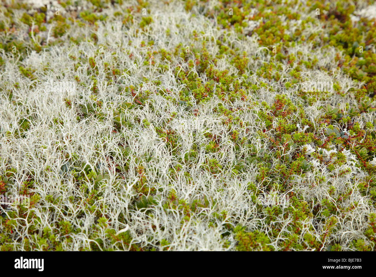 The surface of the ground covered by moss and lichen - northern tundra Stock Photo