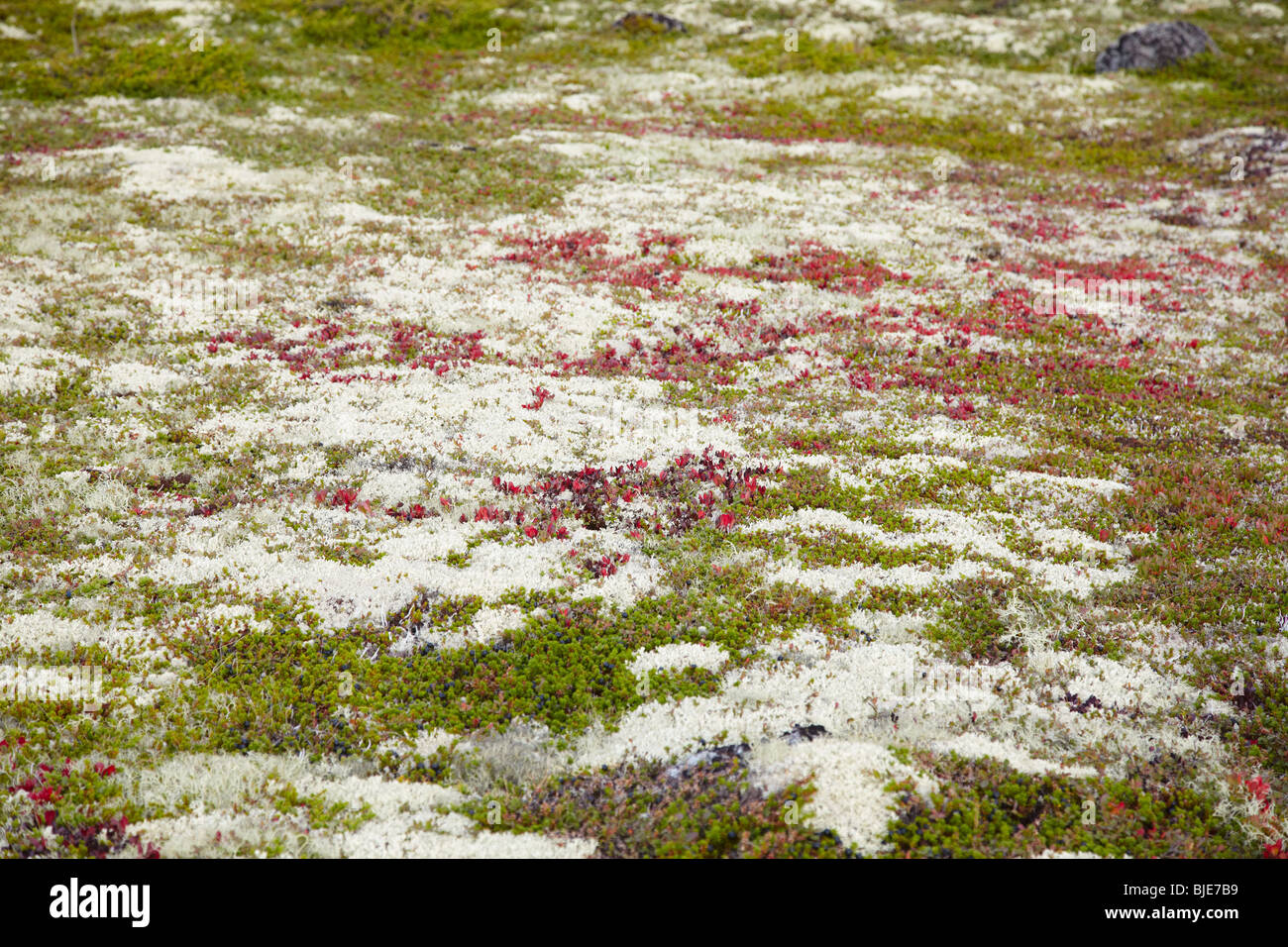 The surface of the ground covered by multicolored mosses and lichens - northern tundra Stock Photo