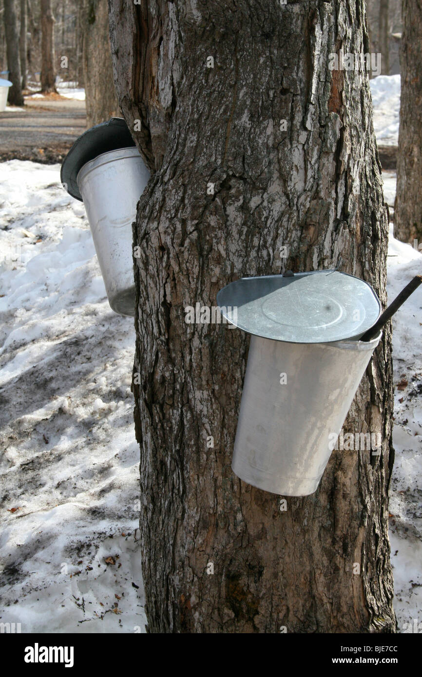 Buckets for collecting maple syrup Stock Photo