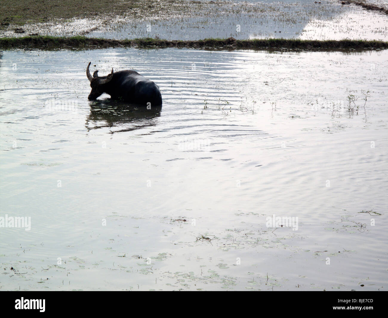 A water buffalo in a paddyfield in Vietnam Stock Photo
