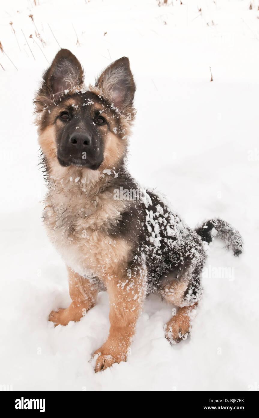 Long Coat German Shepherd Dog Stock Photos Long Coat German