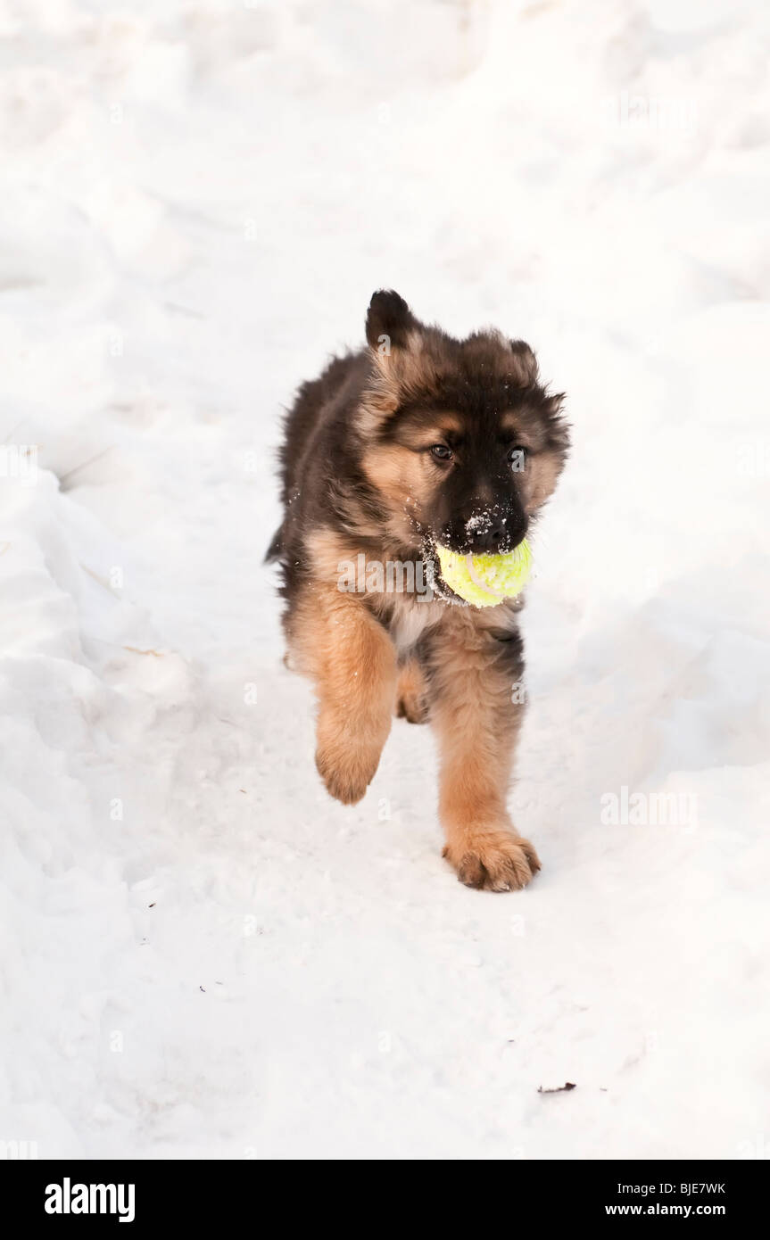 German Shepherd Canis Lupus Familiaris Long Haired Puppy 10