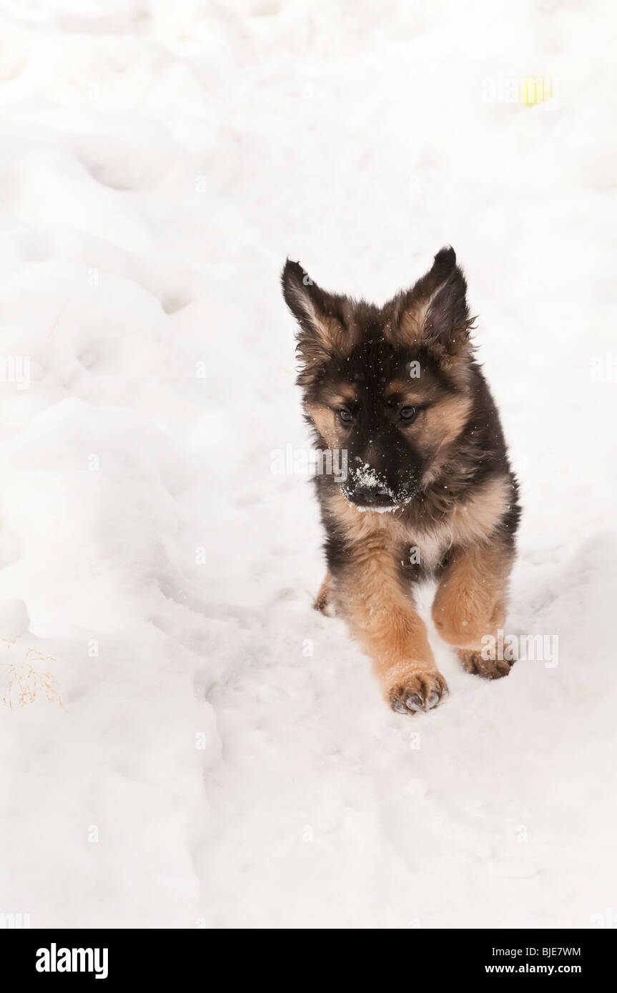 German Shepherd Canis Lupus Familiaris Long Haired Puppy 10