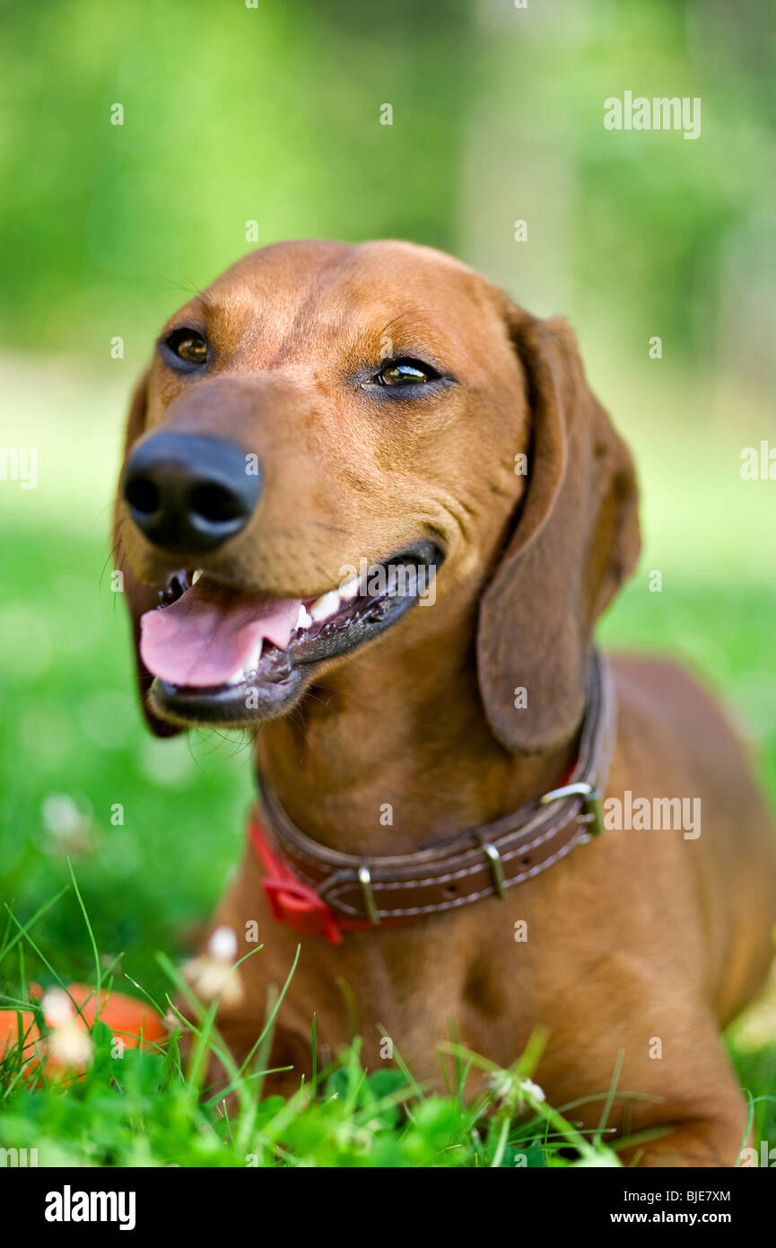 smiling brown dachshund lying in the grass Stock Photo