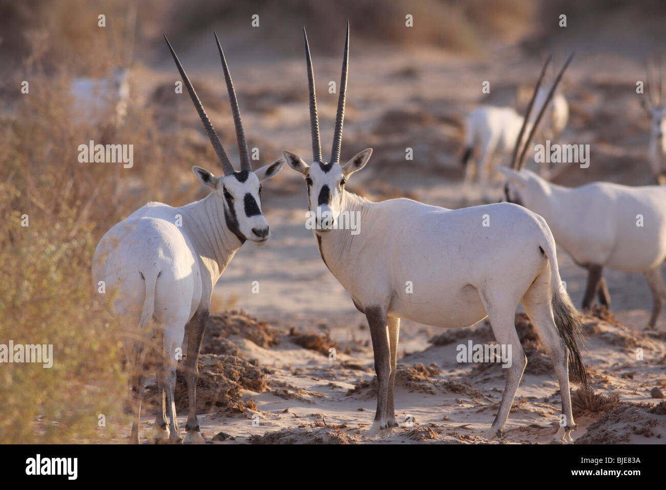 Israel, Aravah desert, A Herd of Arabian White Oryx (Oryx leucoryx). Stock Photo