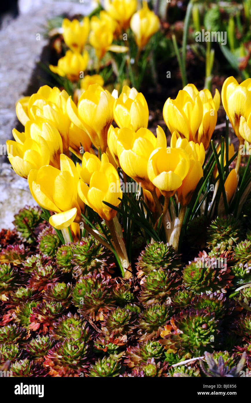 Crocus Family  Iridaceae A vibrant macro of a Yellow Spring Flower of garden Stock Photo