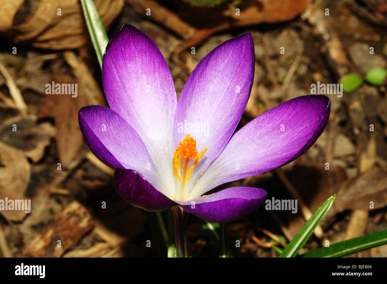 Crocus Family  Iridaceae A vibrant macro of a Purple Spring Flower of garden Stock Photo