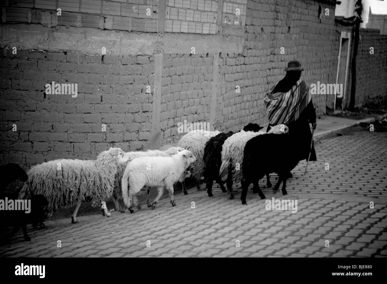 Shepherd walking and guarding sheep in a street of Copacabana, Titicaca Lake, Andes, Bolivia, South America Stock Photo