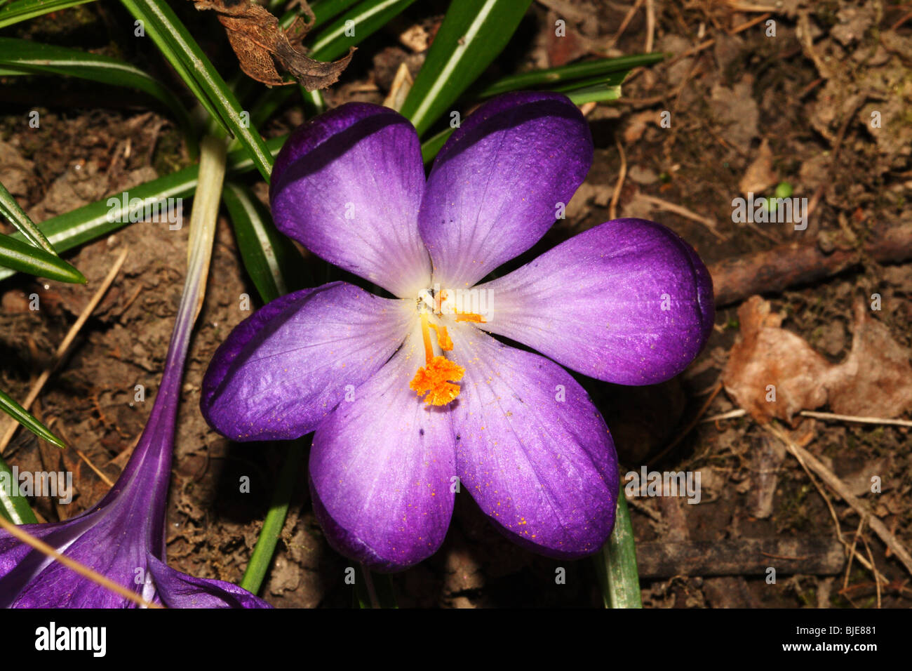 Crocus Family  Iridaceae A vibrant macro of a Purple Spring Flower of garden Stock Photo