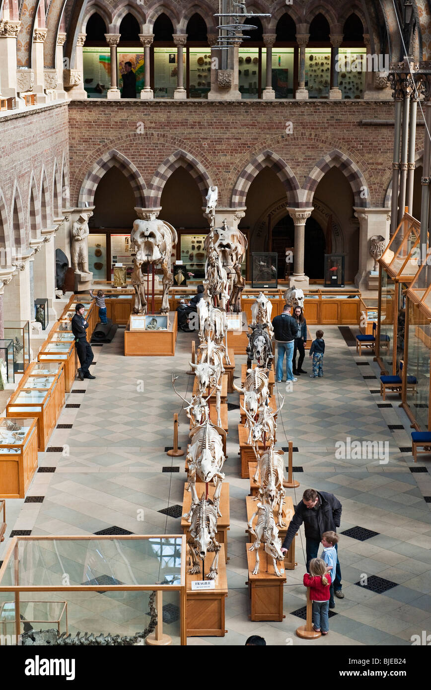 Interior of the Oxford University Museum of Natural History, UK Stock Photo