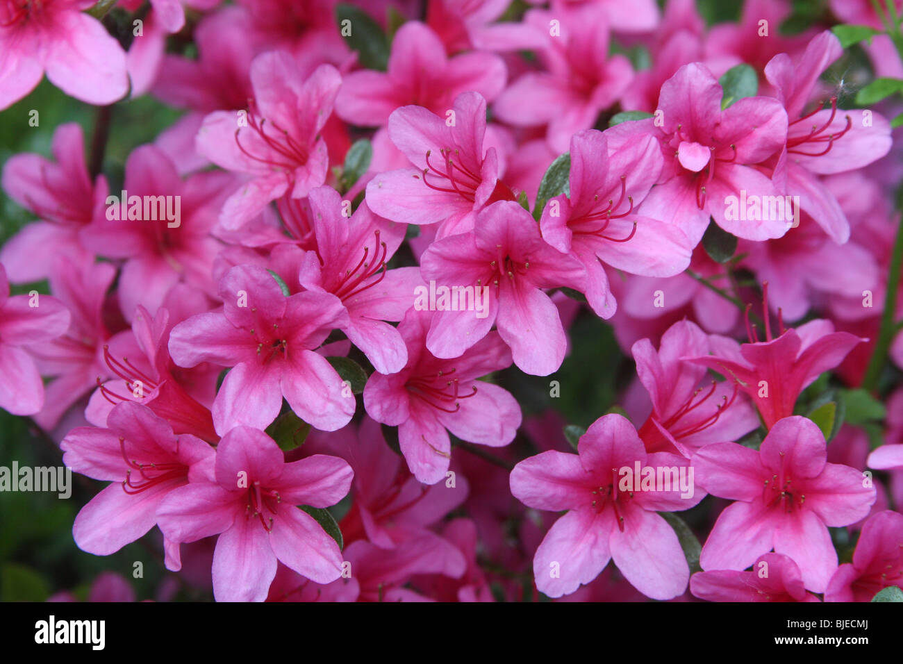 Rhododendron (Rhododendron obtusum), flowers. Stock Photo