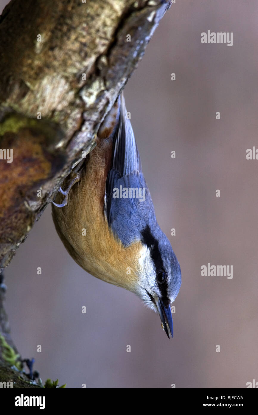 Eurasian nuthatch moving down tree head first Stock Photo