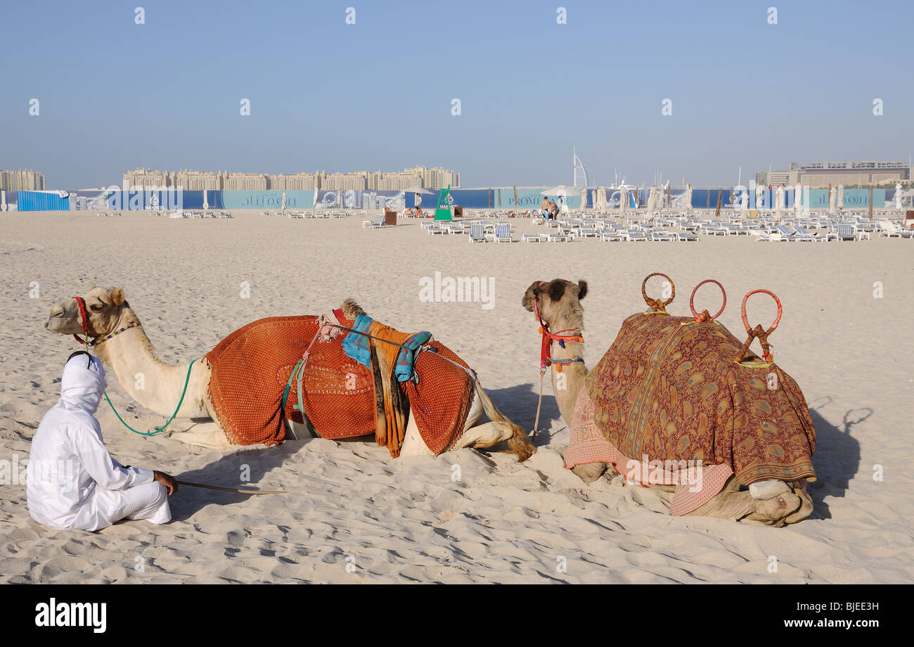 Camels on the beach in Dubai, United Arab Emirates Stock Photo