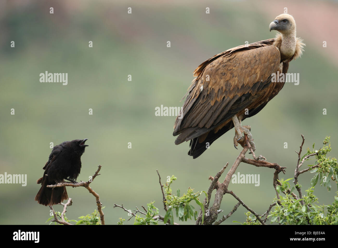 Carrion Crow (Corvus corone) chiding Griffon Vulture, Eurasian Griffon Vulture (Gyps fulvus). Stock Photo