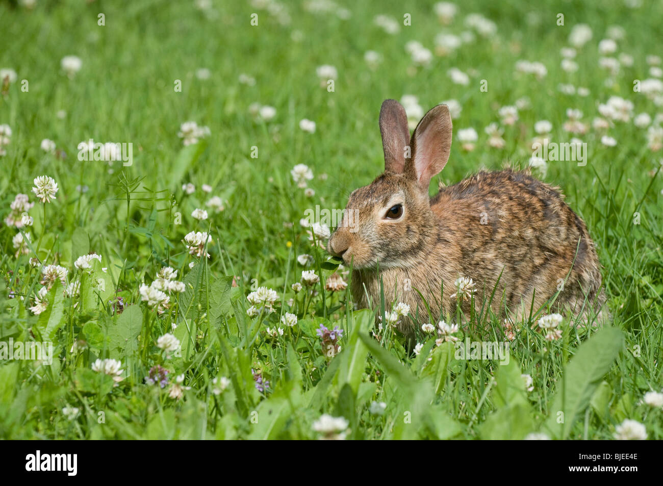 Eastern Cottontail (Sylvilagus floridanus) in a flowering meadow. Stock Photo