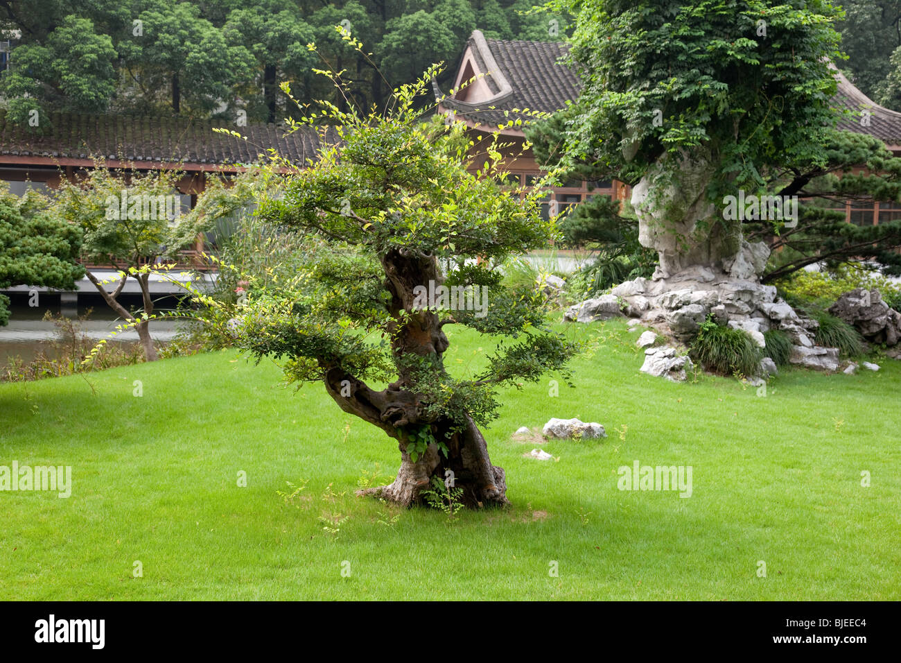 Bonsai garden in Hangzhou Flower Nursery, China Stock Photo Alamy