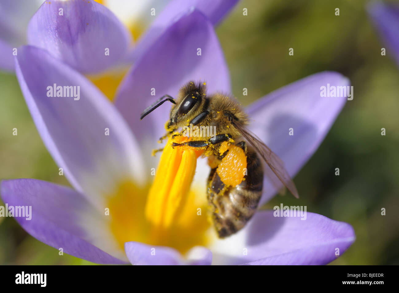 Bee collecting nectar on purple crocus flower Stock Photo