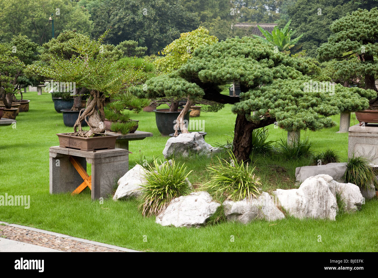 Bonsai garden in Hangzhou Flower Nursery, China Stock Photo Alamy