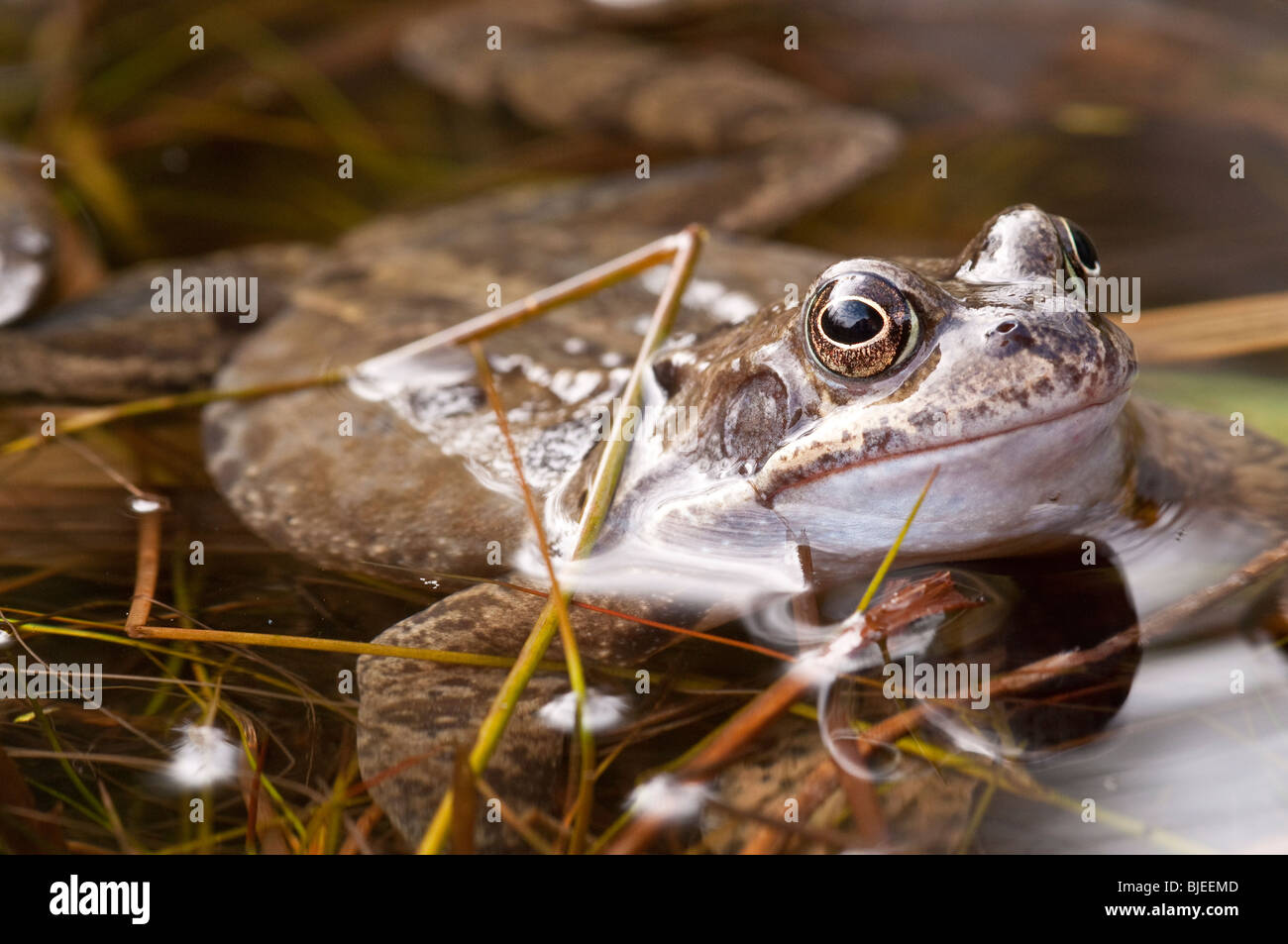 British garden pond frog hires stock photography and images Alamy