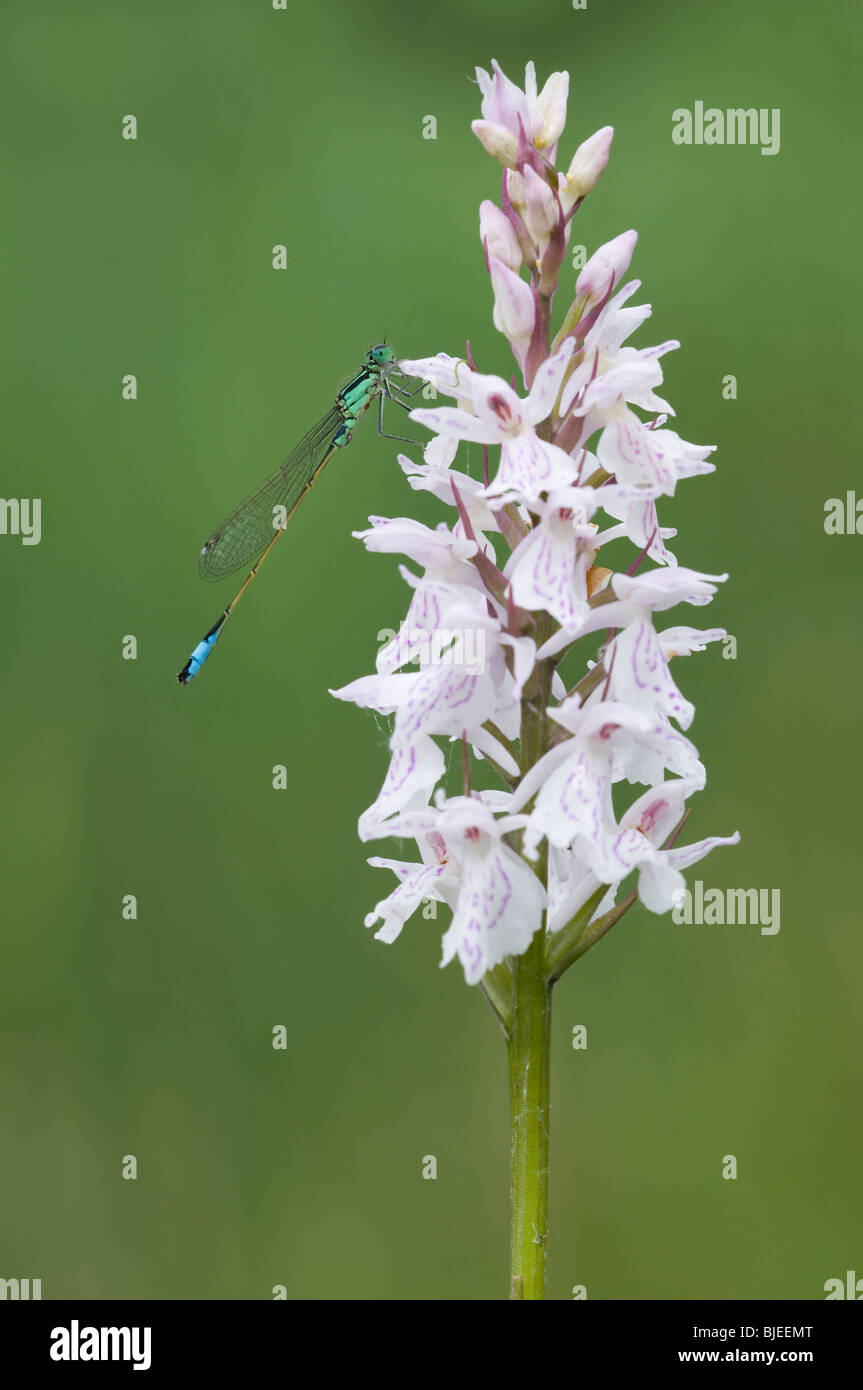 Heath Spotted Orchid (Dactylorhiza maculata) with damselfly. Stock Photo
