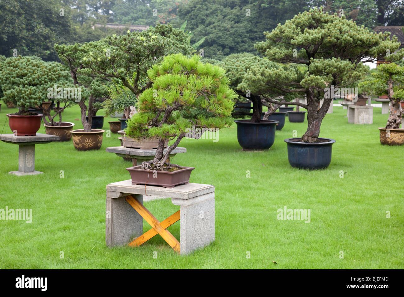 Bonsai garden in Hangzhou Flower Nursery, China Stock Photo Alamy