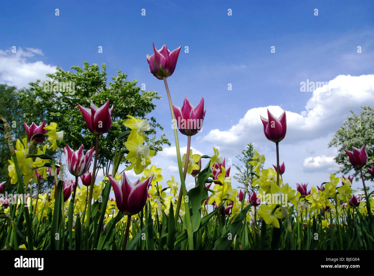Bed of tulips liliaceae hi-res stock photography and images - Alamy