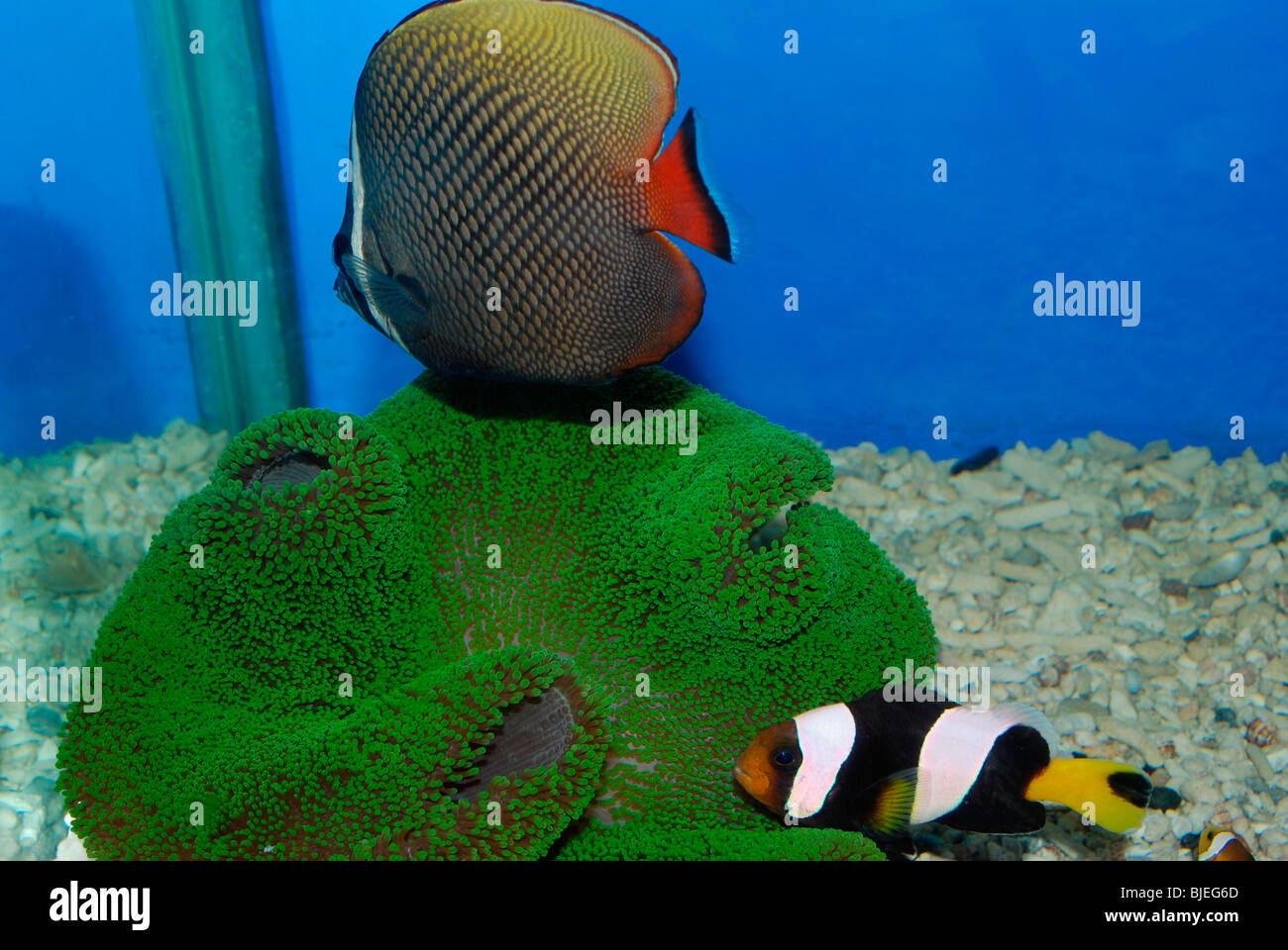 butterfly fish and clown fish in a marine acquarium Stock Photo