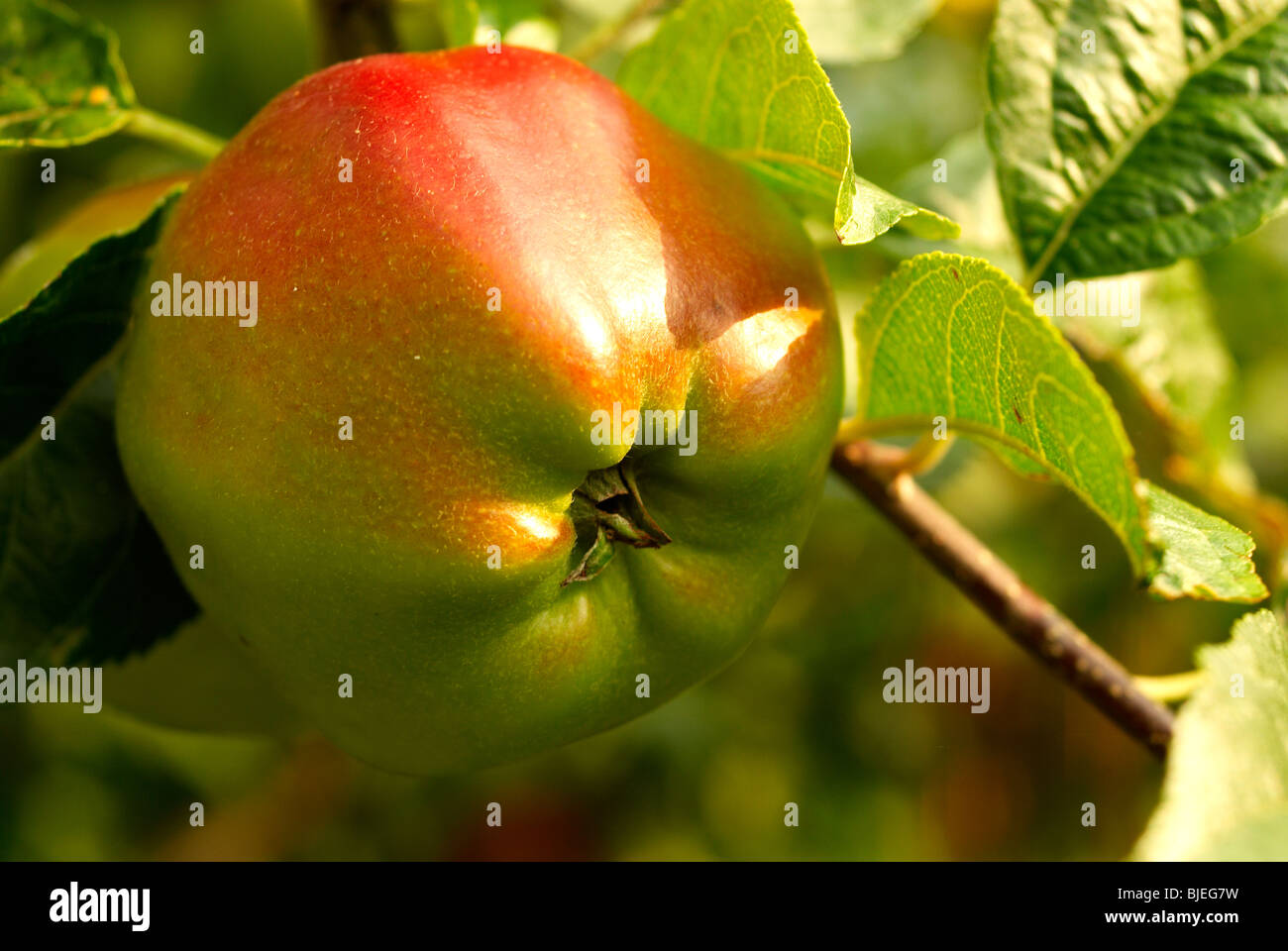 Closeup of mature apple in situ on the apple tree Stock Photo Alamy