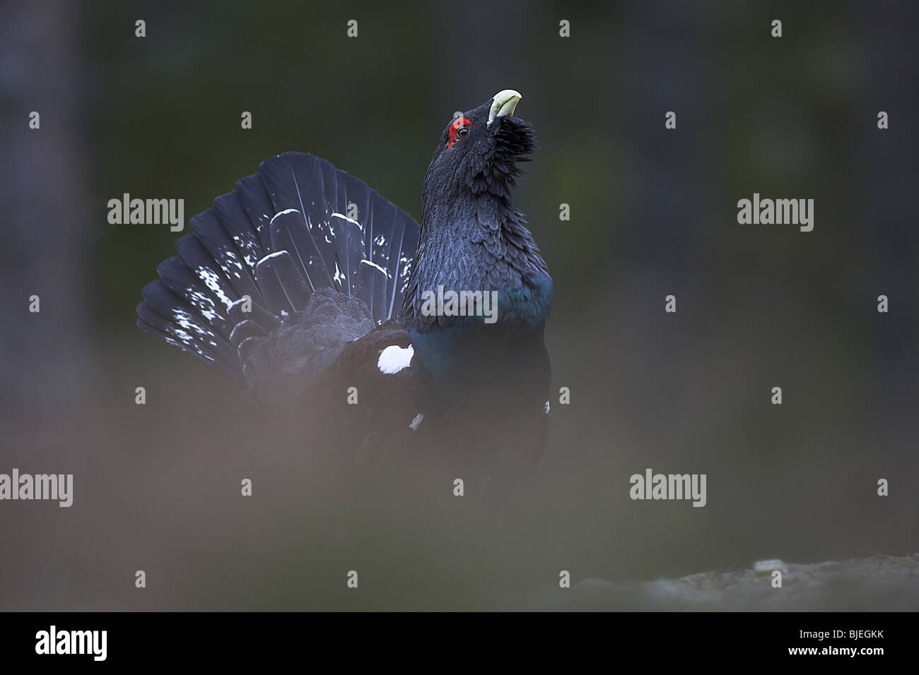 Male Capercaillie Tetrao urogallus displaying in the forests in the