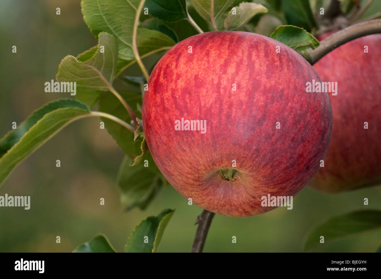 Domestic Apple (Malus domestica), variety: Gewuerzluiken, apple on a tree. Stock Photo