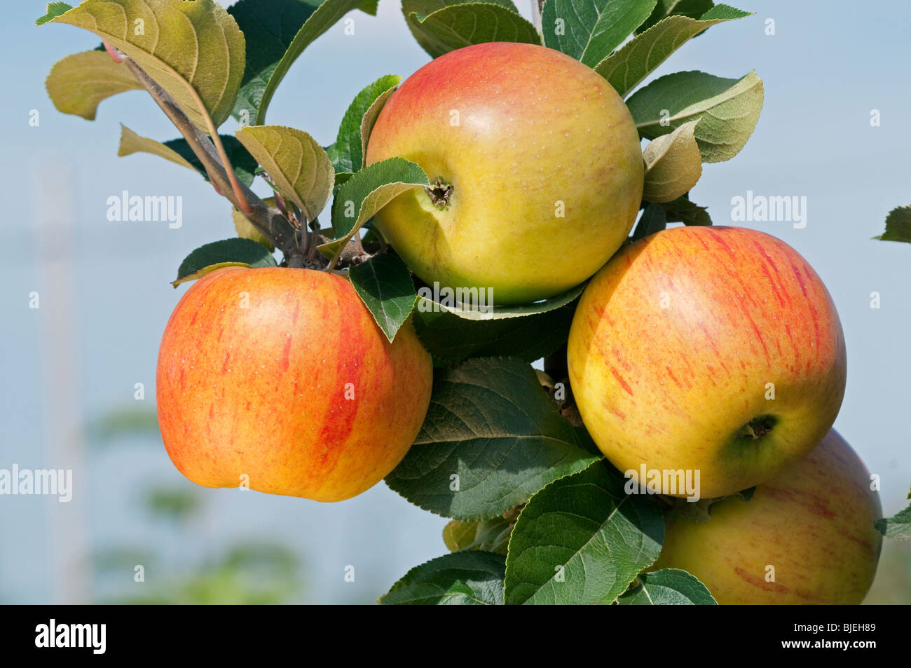 Domestic Apple (Malus domestica), variety: King of the Pippins, apples on a tree. Stock Photo