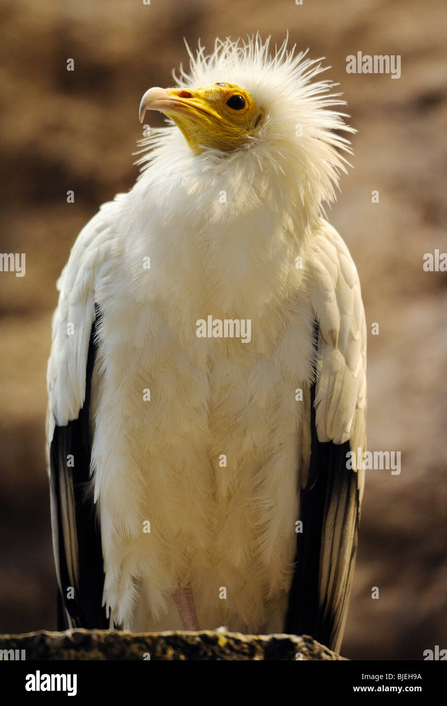 Egyptian Vulture (Neophron percnopterus), low angle view, close-up Stock Photo