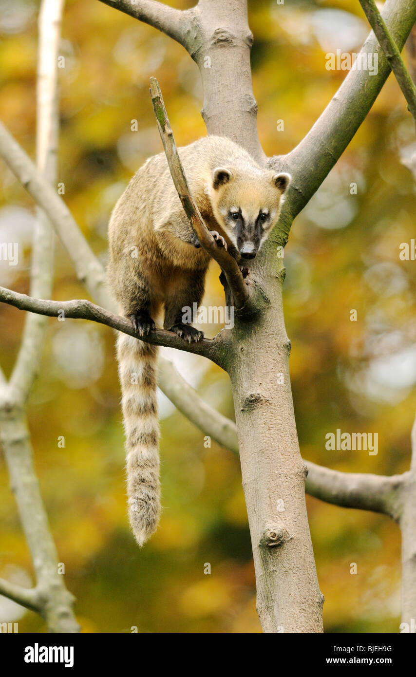 South American Coati (Nasua nasua) on a tree, zoological garden of Augsburg, Germany Stock Photo
