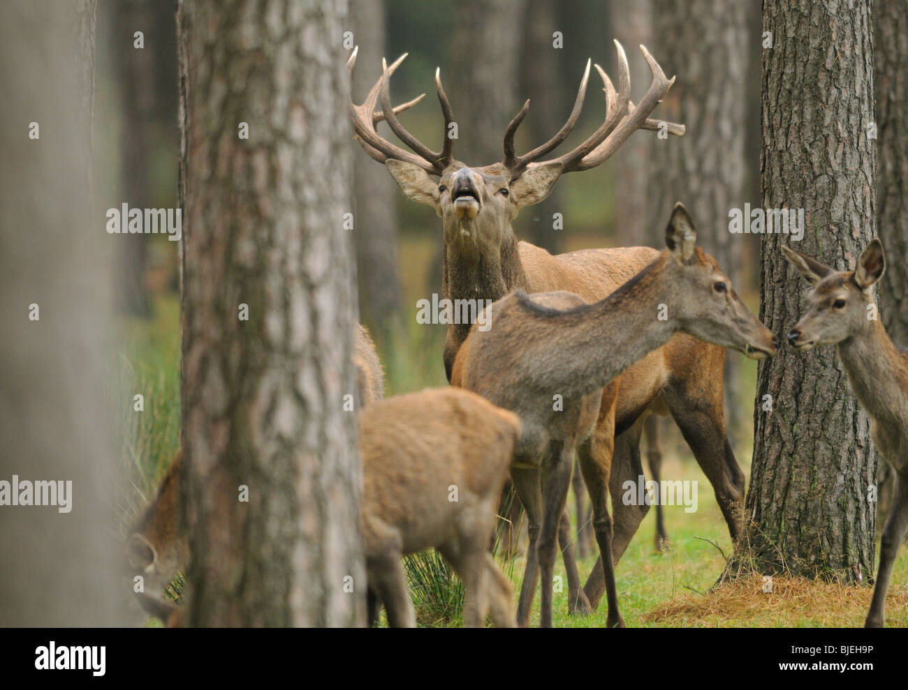 Red Deers (Cervus elaphus) in a forest, Bavaria, Germany Stock Photo