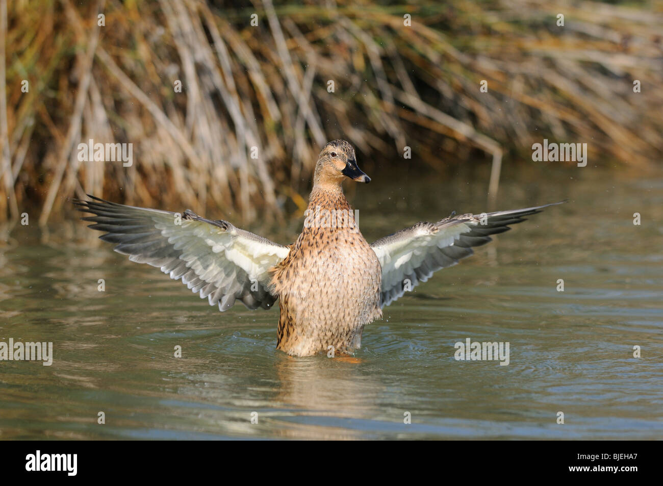 Mallard duck (Anas platyrhynchos) fluttering on the water, Catalonia, Spain, front view Stock Photo