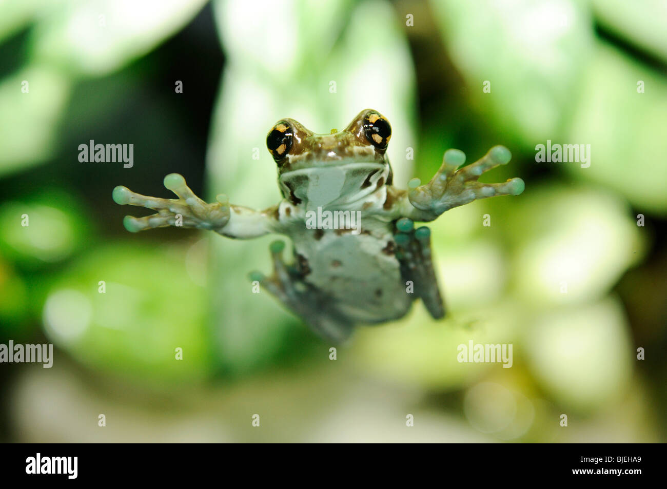 Amazon Milk Frog (Trachycephalus resinifictrix) sitting on a pane, low angle view Stock Photo