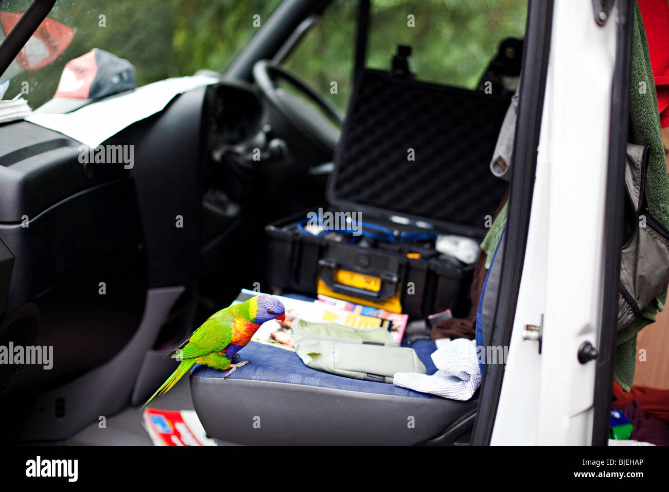 Curious parrot inside a car, Jervis Bay, NSW, Australia Stock Photo