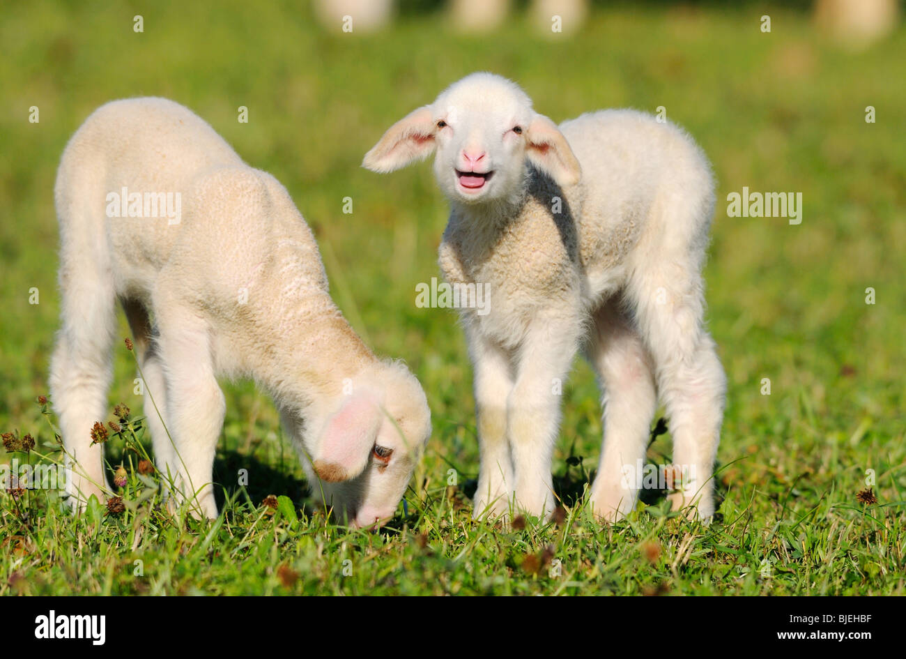 Two sheep (Ovis orientalis aries) on a meadow, Bavaria, Germany Stock Photo